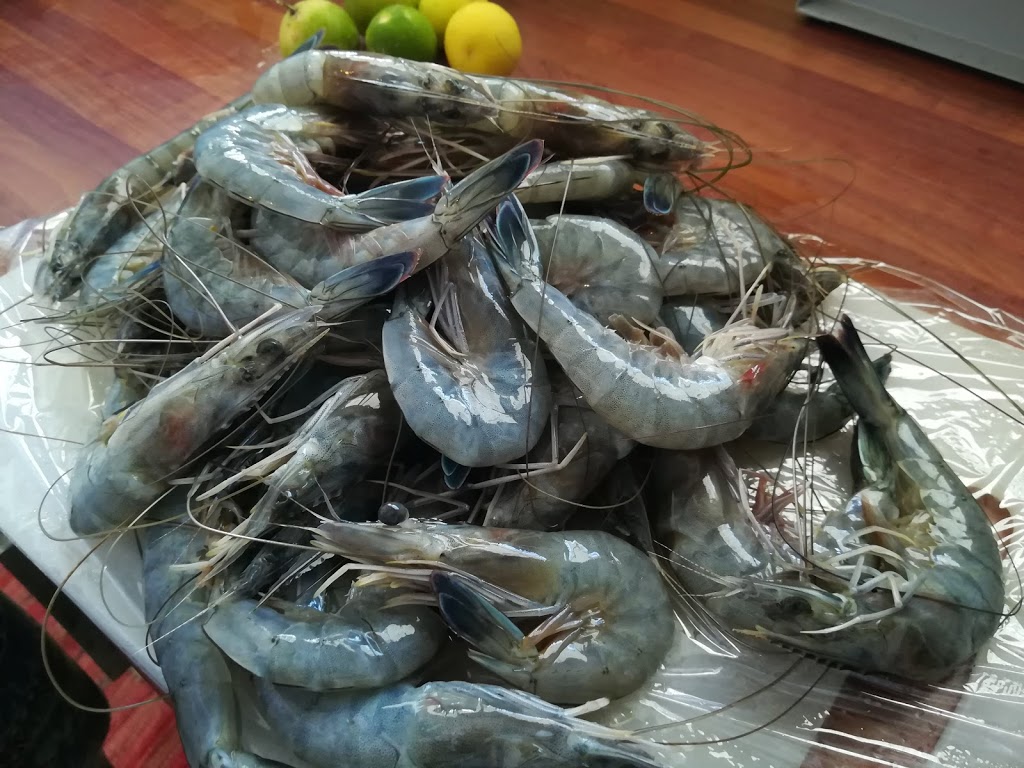 ニューカレドニア 世界no 1を獲得した 天使のエビ の5つの秘密 5 Secrets Of World S Best Shrimps In New Caledonia ﾌﾘﾌﾛ Freefrom Info